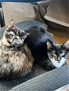 adoptable Cat in naugatuck, CT named Bonded Pair - Bethany & Lydia