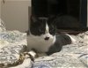 adoptable Cat in naugatuck, CT named Betty