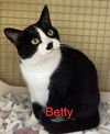 adoptable Cat in , CT named Betty