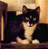 adoptable Cat in naugatuck, CT named Felicity