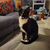 adoptable Cat in , CT named Felicity