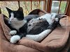adoptable Cat in ct, CT named Bonded Pair - Harlin & Helga