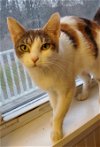 adoptable Cat in naugatuck, CT named Peanut