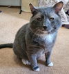 adoptable Cat in Naugatuck, CT named Rocky