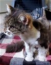 adoptable Cat in naugatuck, CT named Lena