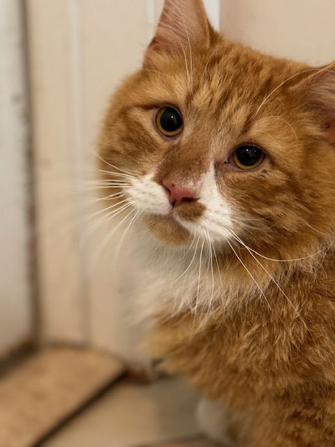 Cats for Adoption in Pemberwick, Connecticut | Alpha Paw