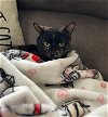 adoptable Cat in naugatuck, CT named Delmar