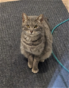 adoptable Cat in , CT named Willow
