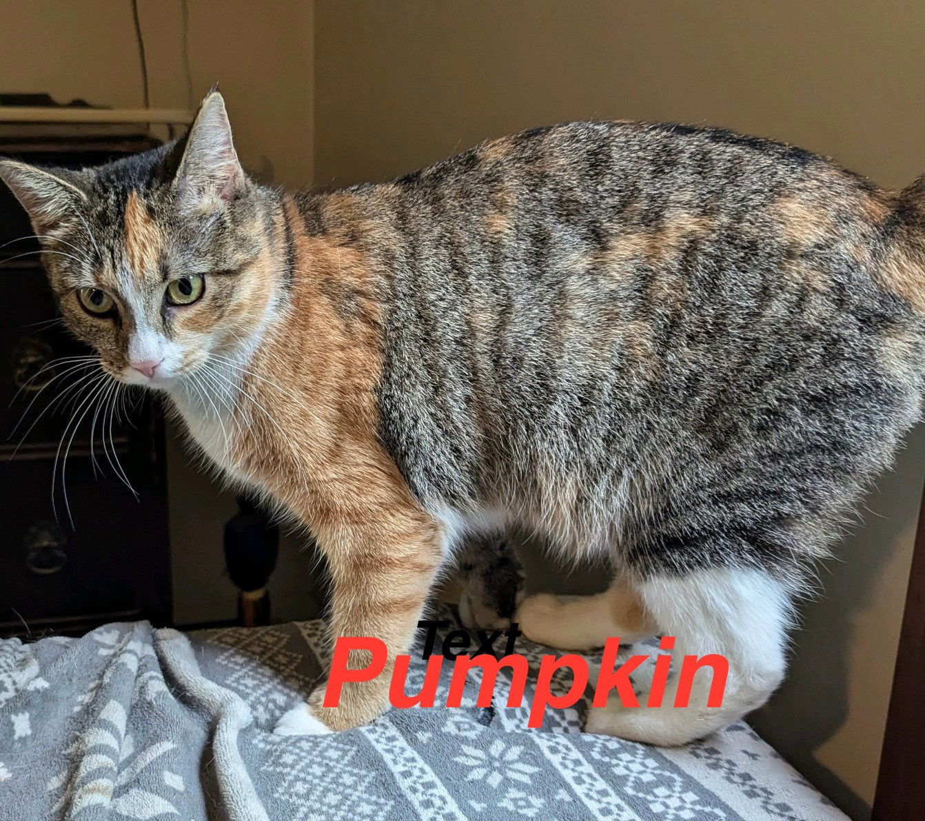 adoptable Cat in Naugatuck, CT named Pumpkin