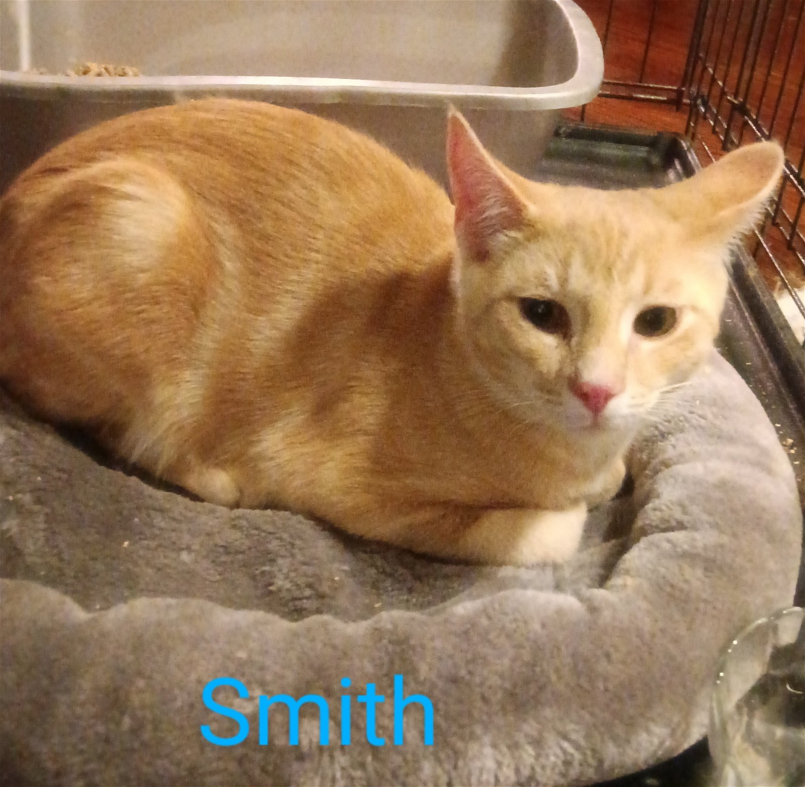 adoptable Cat in Naugatuck, CT named Smith