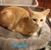 adoptable Cat in naugatuck, CT named Smith