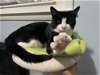 adoptable Cat in naugatuck, CT named Fulton