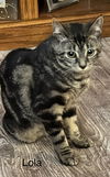 adoptable Cat in , CT named Lola