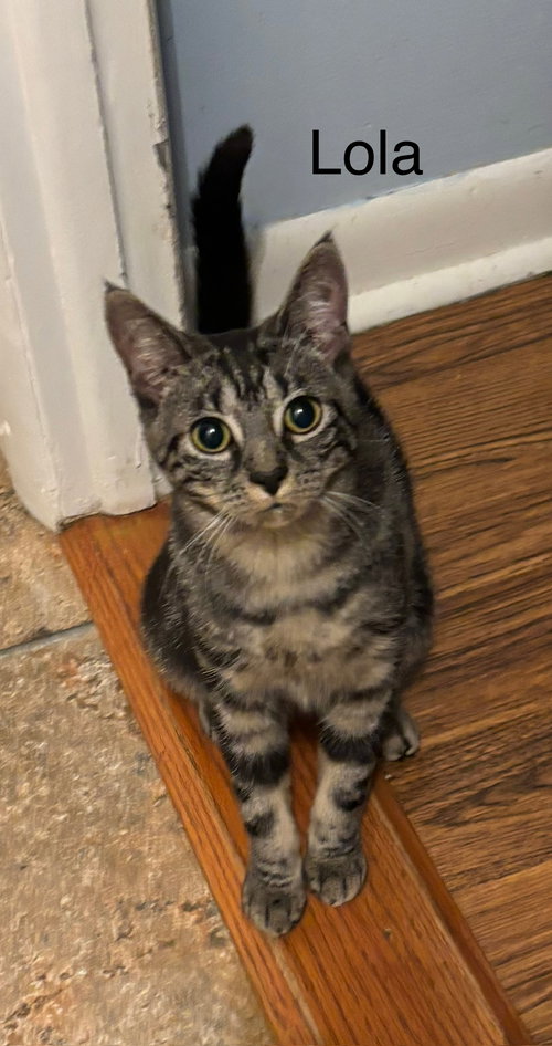 LOLA - Domestic Short Hair available for adoption