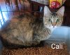 adoptable Cat in , CT named Cali