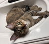 adoptable Cat in Naugatuck, CT named Cali