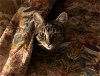 adoptable Cat in naugatuck, CT named Susie-Q