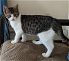 adoptable Cat in , CT named Zain