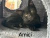 adoptable Cat in ct, CT named Amici