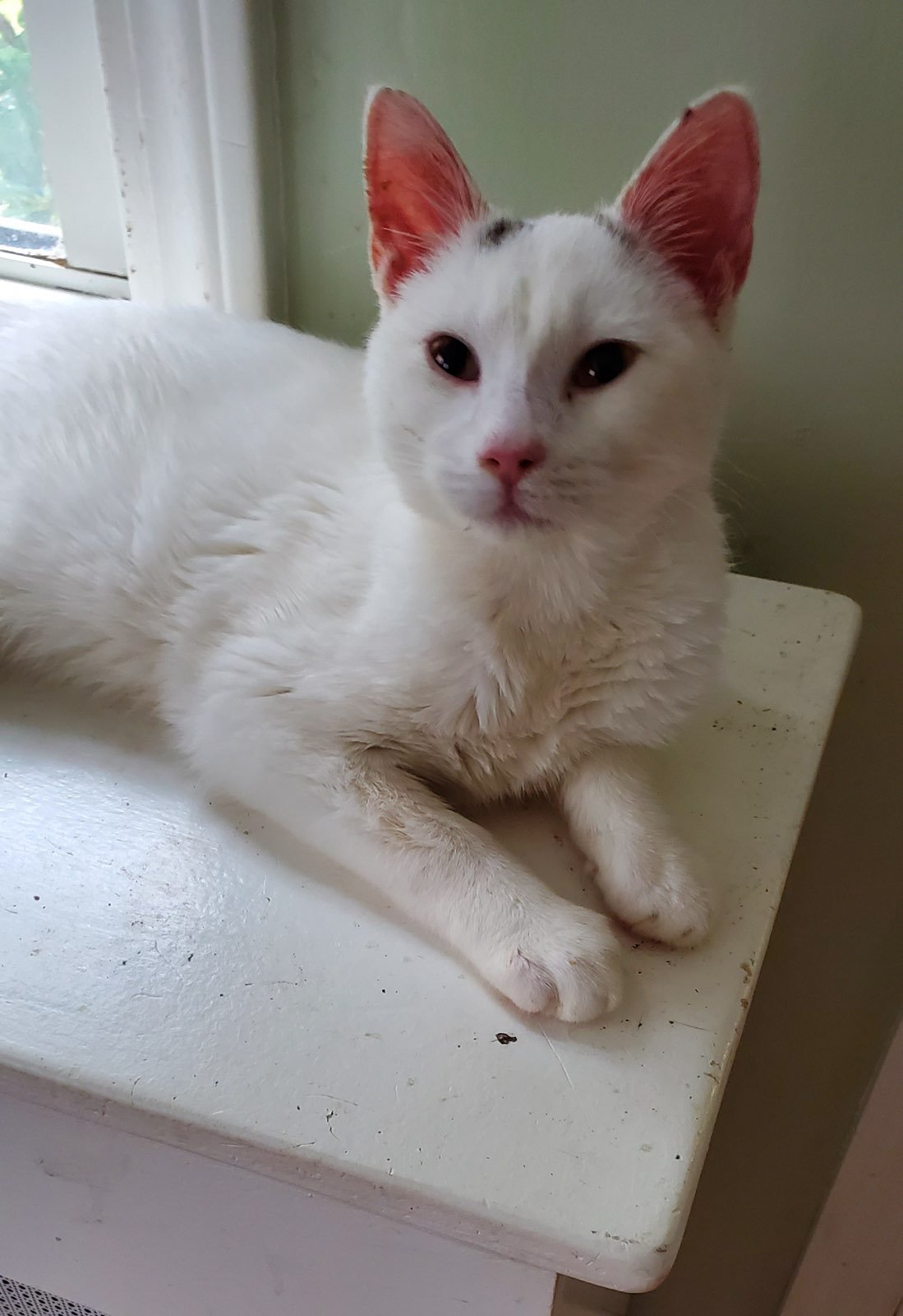 adoptable Cat in Naugatuck, CT named Yeti