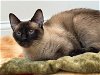 adoptable Cat in naugatuck, CT named Luna