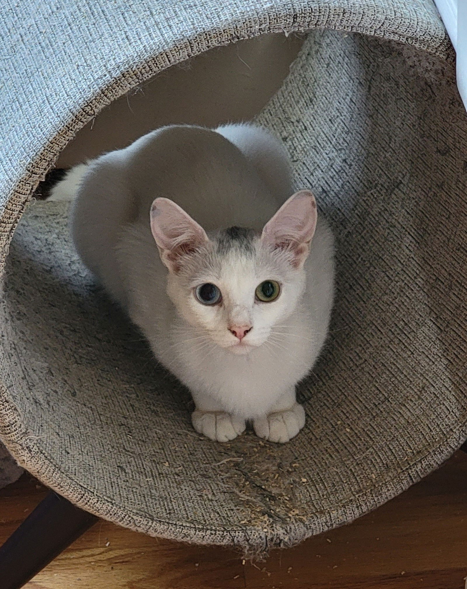 adoptable Cat in Naugatuck, CT named Aspen - BONDED PAIR