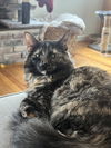 adoptable Cat in , CT named Bethany - BONDED PAIR