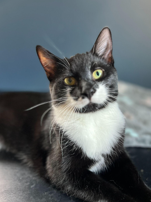 adoptable Cat in Naugatuck, CT named Lydia - BONDED PAIR