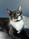 adoptable Cat in , CT named Lydia - BONDED PAIR