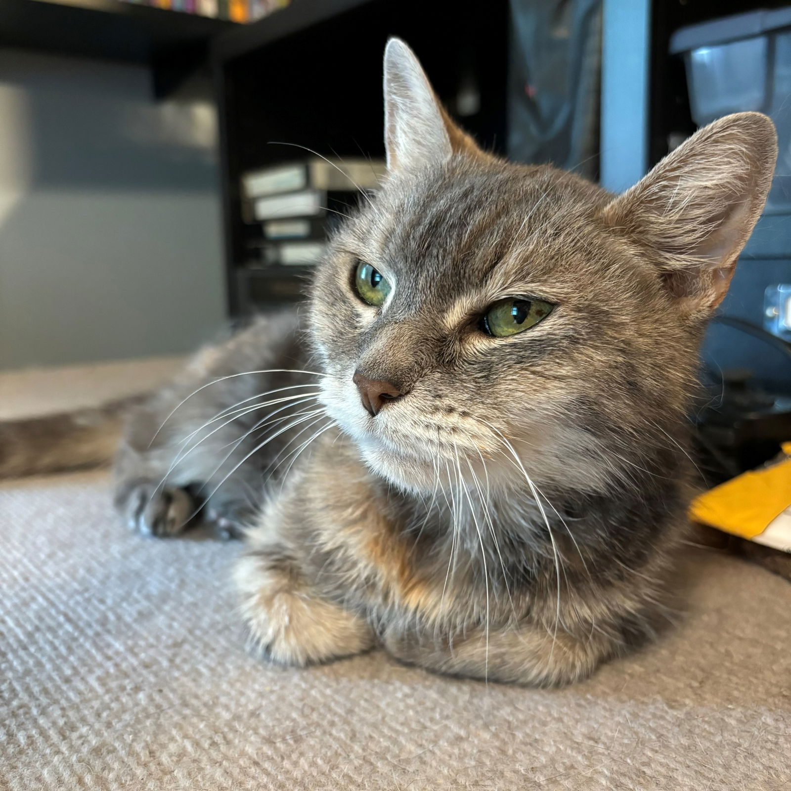 adoptable Cat in Naugatuck, CT named Alice