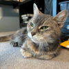 adoptable Cat in , CT named Alice