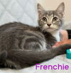 adoptable Cat in , CT named Frenchie