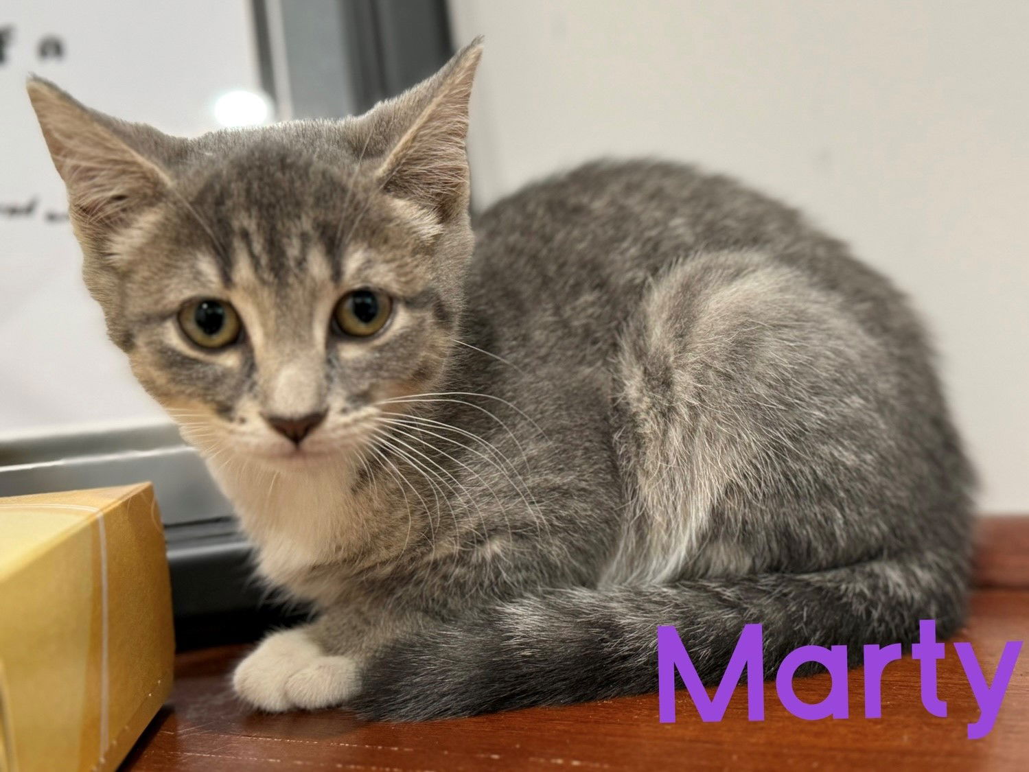 adoptable Cat in Naugatuck, CT named Marty