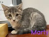 adoptable Cat in , CT named Marty