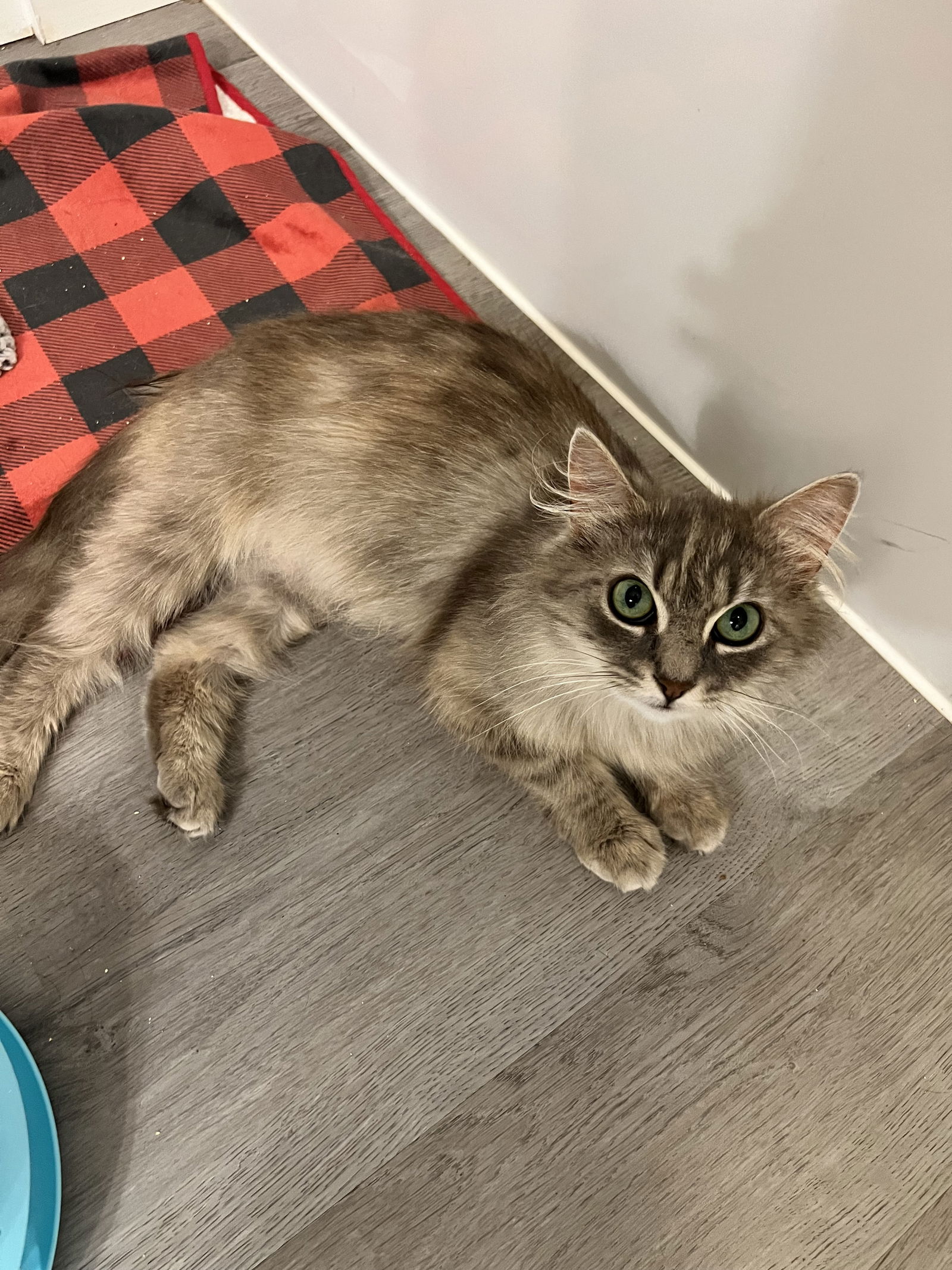 adoptable Cat in Naugatuck, CT named Merida