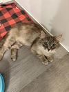 adoptable Cat in , CT named Merida