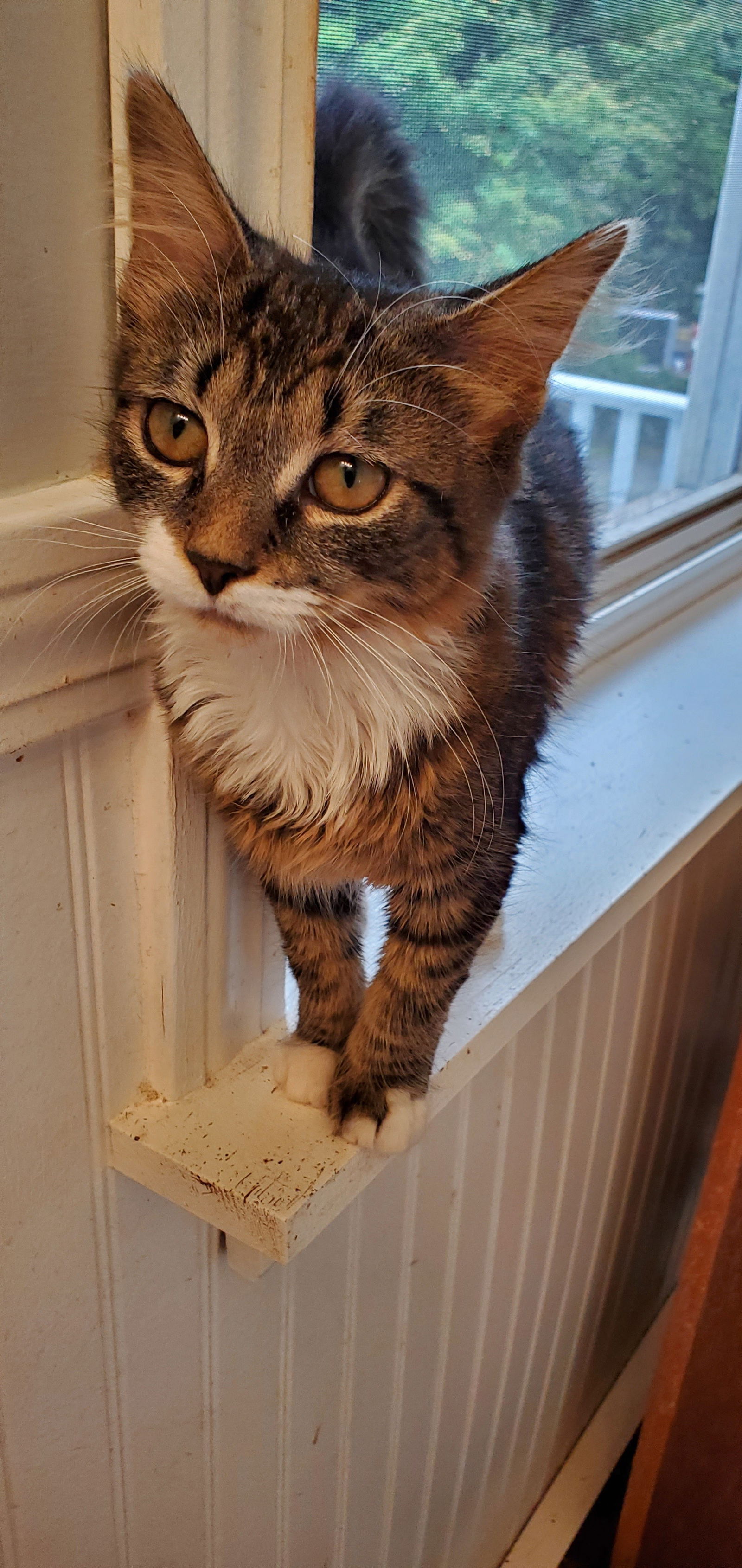 adoptable Cat in Naugatuck, CT named Belle