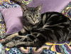 adoptable Cat in , CT named Trish