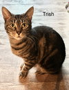 Trish - Photo 2
