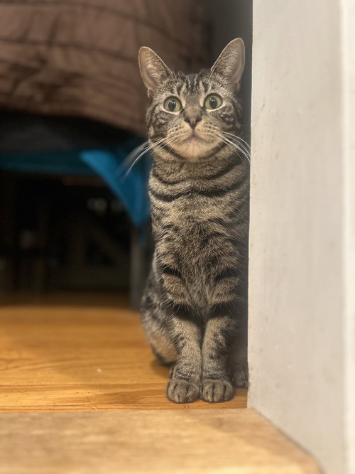 TRISH - Domestic Short Hair available for adoption