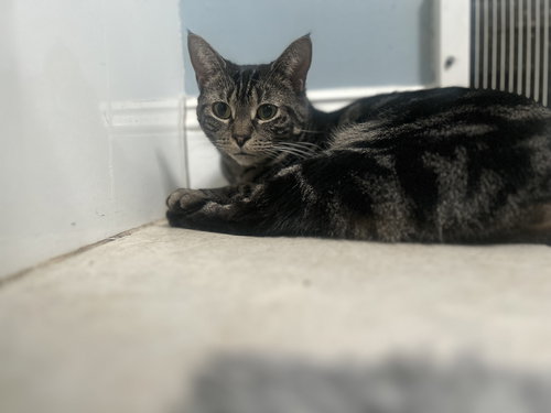 TRISH - Domestic Short Hair available for adoption