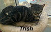 Trish - Photo 6