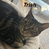 Trish - Photo 7