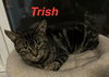Trish - Photo 8