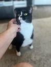 adoptable Cat in , CT named Mama Seven