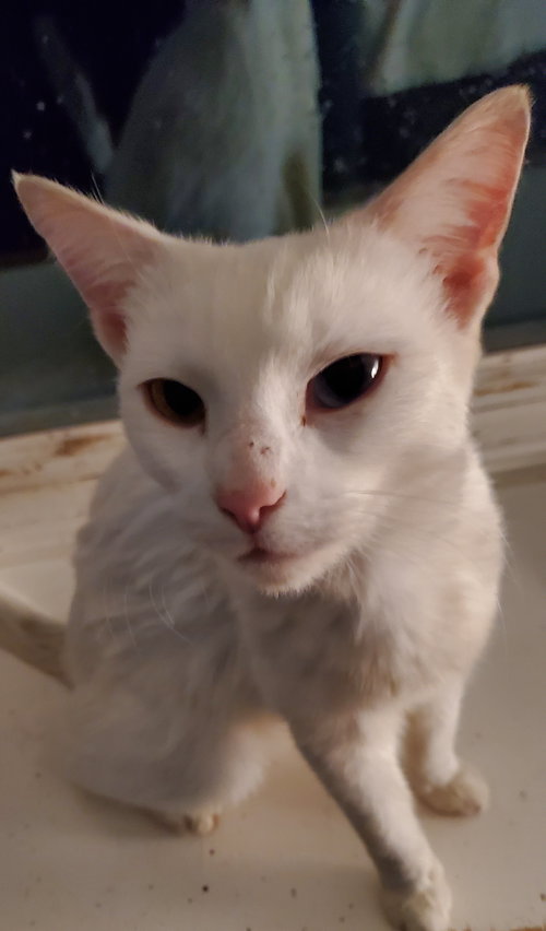 WINTER - Domestic Short Hair available for adoption