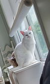 adoptable Cat in , CT named Winter