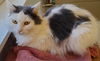 adoptable Cat in , CT named Dove