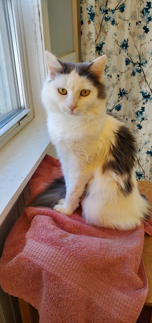 DOVE - Domestic Medium Hair available for adoption
