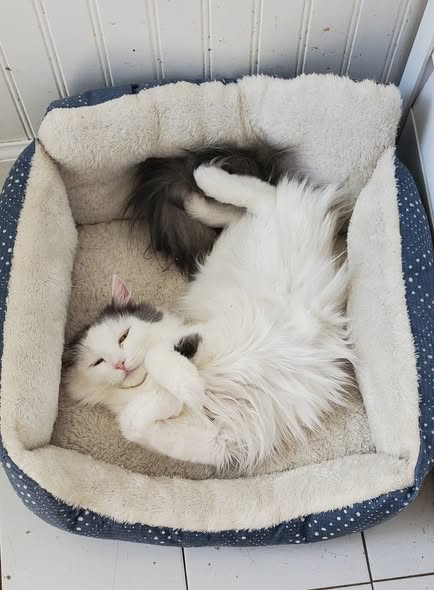 Dove, Domestic Medium Hair / Mixed (medium coat)